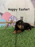 Boy 2, a male Miniature Dachshund for sale in Dinwiddie, VA – Photo 4 of 10