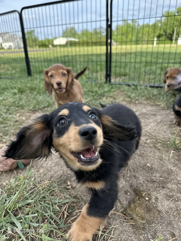 Boy 2 – Miniature Dachshund puppy for sale in Dinwiddie, VA