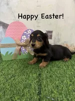 Boy 2, a male Miniature Dachshund for sale in Dinwiddie, VA – Photo 5 of 10