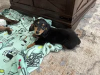 Boy 2 REDUCED , a male Miniature Dachshund for sale in Dinwiddie, VA – Photo 8 of 9