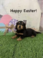 Boy 2, a male Miniature Dachshund for sale in Dinwiddie, VA – Photo 7 of 10