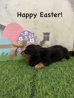 Boy 2, a male Miniature Dachshund for sale in Dinwiddie, VA – Photo 2 of 10