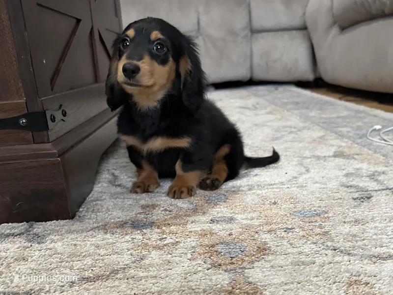 Boy 2 – Miniature Dachshund puppy for sale in Dinwiddie, VA