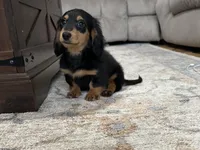 Boy 2 REDUCED , a male Miniature Dachshund for sale in Dinwiddie, VA – Photo 1 of 9