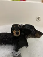 Boy 2 REDUCED , a male Miniature Dachshund for sale in Dinwiddie, VA – Photo 3 of 9