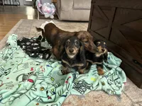 Boy 2 REDUCED , a male Miniature Dachshund for sale in Dinwiddie, VA – Photo 9 of 9