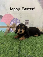 Boy 2, a male Miniature Dachshund for sale in Dinwiddie, VA – Photo 3 of 10