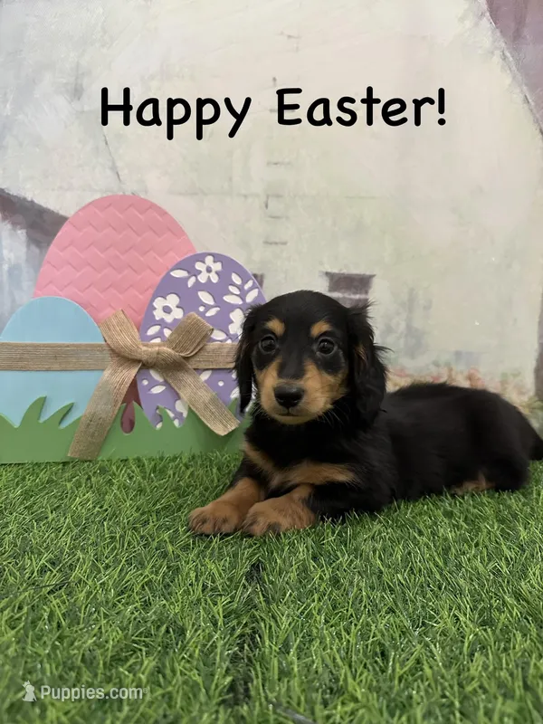 Boy 2 – Miniature Dachshund puppy for sale in Dinwiddie, VA