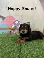 Boy 2, a male Miniature Dachshund for sale in Dinwiddie, VA – Photo 1 of 10