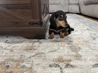 Boy 2 REDUCED , a male Miniature Dachshund for sale in Dinwiddie, VA – Photo 4 of 9