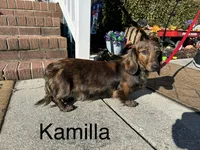 Boy 2, a male Miniature Dachshund for sale in Dinwiddie, VA – Photo 10 of 10