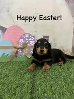 Boy 2, a male Miniature Dachshund for sale in Dinwiddie, VA – Photo 6 of 10