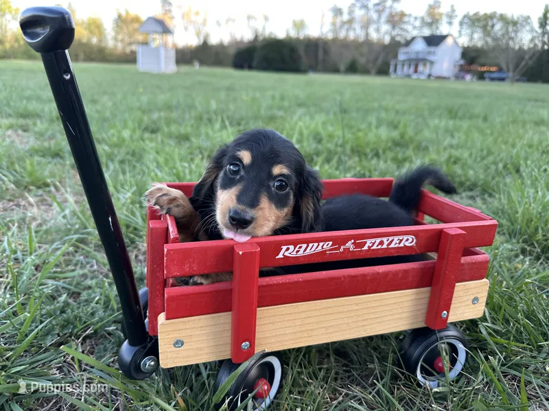 Boy 2 – Miniature Dachshund puppy for sale in Dinwiddie, VA