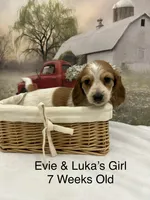 Girl 1, a female Miniature Dachshund for sale in Dinwiddie, VA – 4 of 10