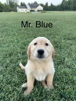 Mr. Blue Collar, a male Golden Retriever for sale in Dinwiddie, VA – 7 of 10