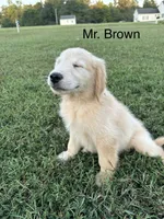 Mr. Brown Collar, a male Golden Retriever for sale in Dinwiddie, VA – 5 of 8