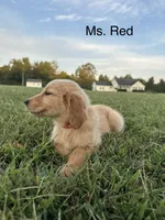 Ms. Red Collar, a female Golden Retriever for sale in Dinwiddie, VA – 3 of 7