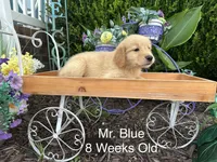 Blue Collar Boy, a male Golden Retriever for sale in Dinwiddie, VA – 8 of 10