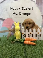 Ms. Orange, a female Golden Retriever for sale in Dinwiddie, VA – Photo 5 of 9