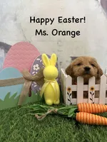 Ms. Orange, a female Golden Retriever for sale in Dinwiddie, VA – Photo 7 of 9