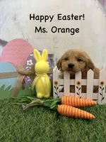 Ms. Orange, a female Golden Retriever for sale in Dinwiddie, VA – Photo 6 of 9