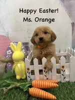 Ms. Orange, a female Golden Retriever for sale in Dinwiddie, VA – Photo 3 of 9
