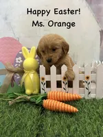 Ms. Orange, a female Golden Retriever for sale in Dinwiddie, VA – Photo 4 of 9