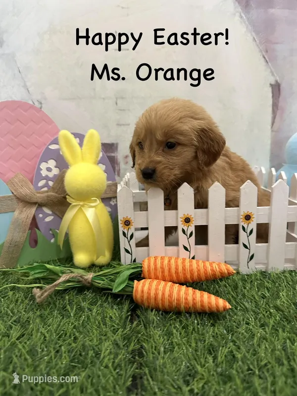 Ms. Orange – Golden Retriever puppy for sale in Dinwiddie, VA