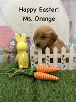 Ms. Orange, a female Golden Retriever for sale in Dinwiddie, VA – Photo 1 of 9