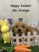 Ms. Orange, a female Golden Retriever for sale in Dinwiddie, VA – Photo 2 of 9