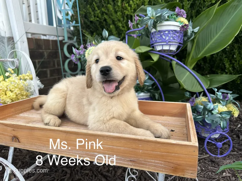Pink Collar Girl – Golden Retriever puppy for sale in Dinwiddie, VA