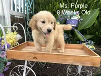 Purple Collar Girl, a female Golden Retriever for sale in Dinwiddie, VA – 2 of 10