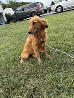 Mindy, a female Golden Retriever for sale in Dinwiddie, VA – 6 of 10