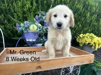 Green Collar Boy, a male Golden Retriever for sale in Dinwiddie, VA – 7 of 10