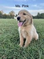 Ms. Pink Collar, a female Golden Retriever for sale in Dinwiddie, VA – 8 of 8