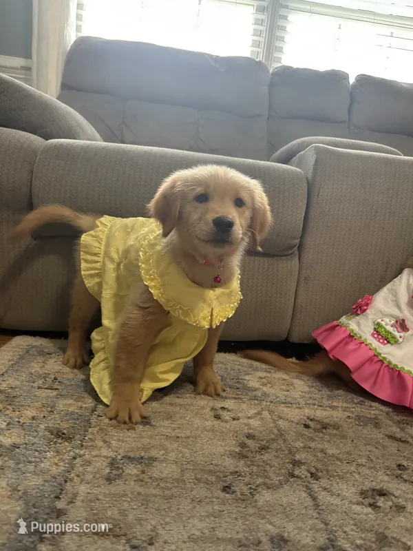 Ms. Pink Collar – Golden Retriever puppy for sale in Dinwiddie, VA