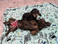 Black and Tan Longhair Boy, a male Miniature Dachshund for sale in Dinwiddie, VA – 6 of 8