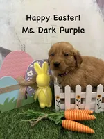 Ms. Dark Purple, a female Golden Retriever for sale in Dinwiddie, VA – Photo 4 of 6