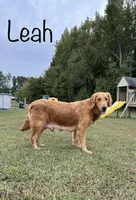 Ms. Dark Purple, a female Golden Retriever for sale in Dinwiddie, VA – Photo 6 of 6