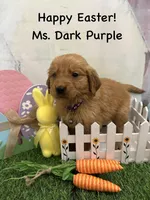 Ms. Dark Purple, a female Golden Retriever for sale in Dinwiddie, VA – Photo 3 of 6