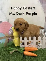 Ms. Dark Purple, a female Golden Retriever for sale in Dinwiddie, VA – Photo 2 of 6