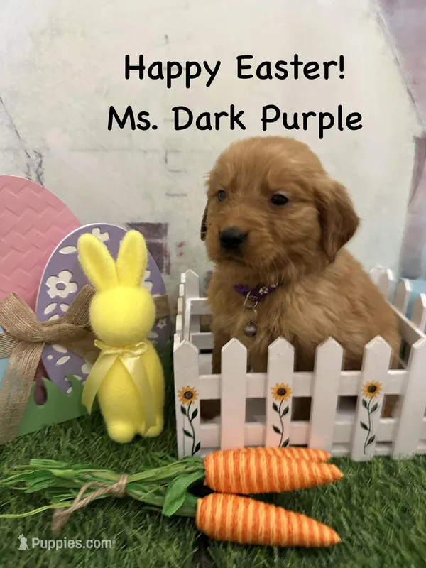 Ms. Dark Purple – Golden Retriever puppy for sale in Dinwiddie, VA