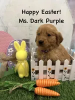 Ms. Dark Purple, a female Golden Retriever for sale in Dinwiddie, VA – Photo 1 of 6