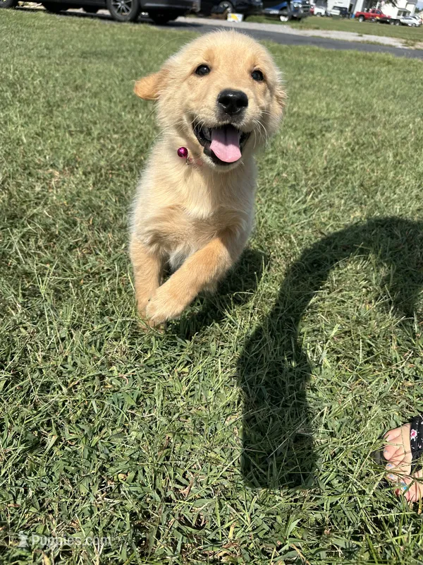 Ms. Pink Collar – Golden Retriever puppy for sale in Dinwiddie, VA