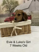 Girl 3, a female Miniature Dachshund for sale in Dinwiddie, VA – 3 of 10