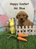 Mr. Blue, a male Golden Retriever for sale in Dinwiddie, VA – Photo 1 of 7