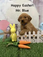 Mr. Blue, a male Golden Retriever for sale in Dinwiddie, VA – Photo 4 of 7