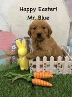 Mr. Blue, a male Golden Retriever for sale in Dinwiddie, VA – Photo 2 of 7