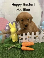 Mr. Blue, a male Golden Retriever for sale in Dinwiddie, VA – Photo 3 of 7