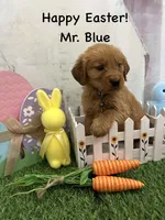 Mr. Blue, a male Golden Retriever for sale in Dinwiddie, VA – Photo 5 of 7